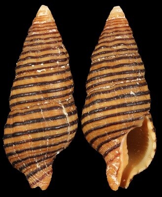 Turrilatirus turritus