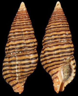 Turrilatirus turritus