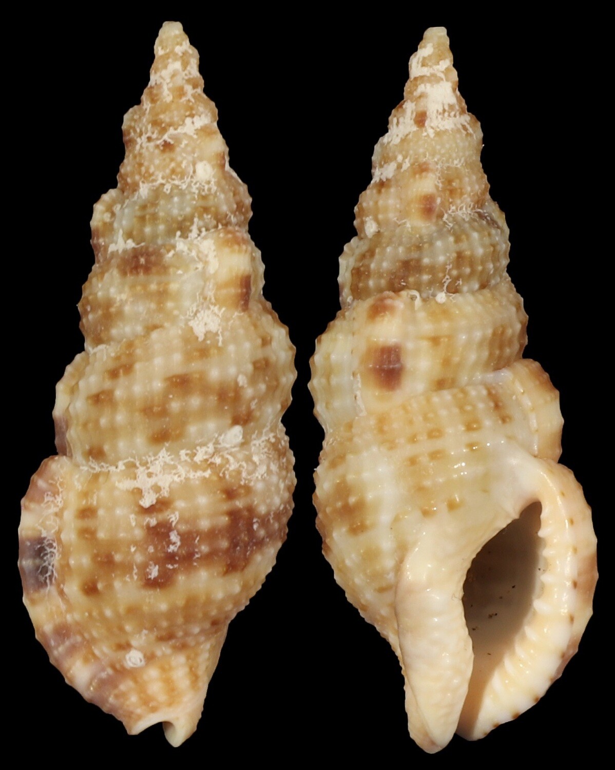 Colubraria testacea