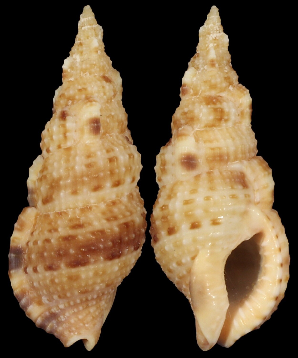 Colubraria testacea