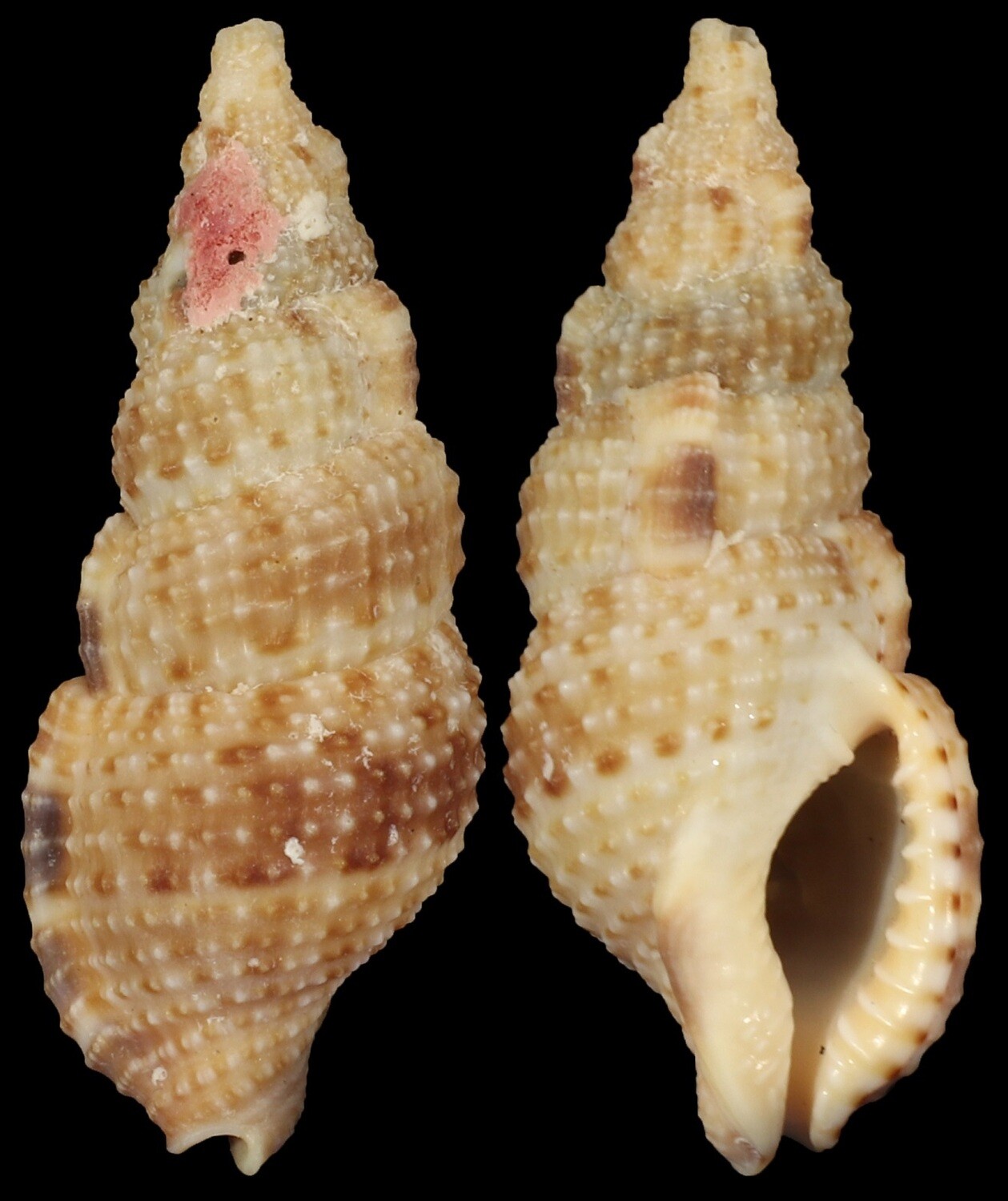 Colubraria testacea