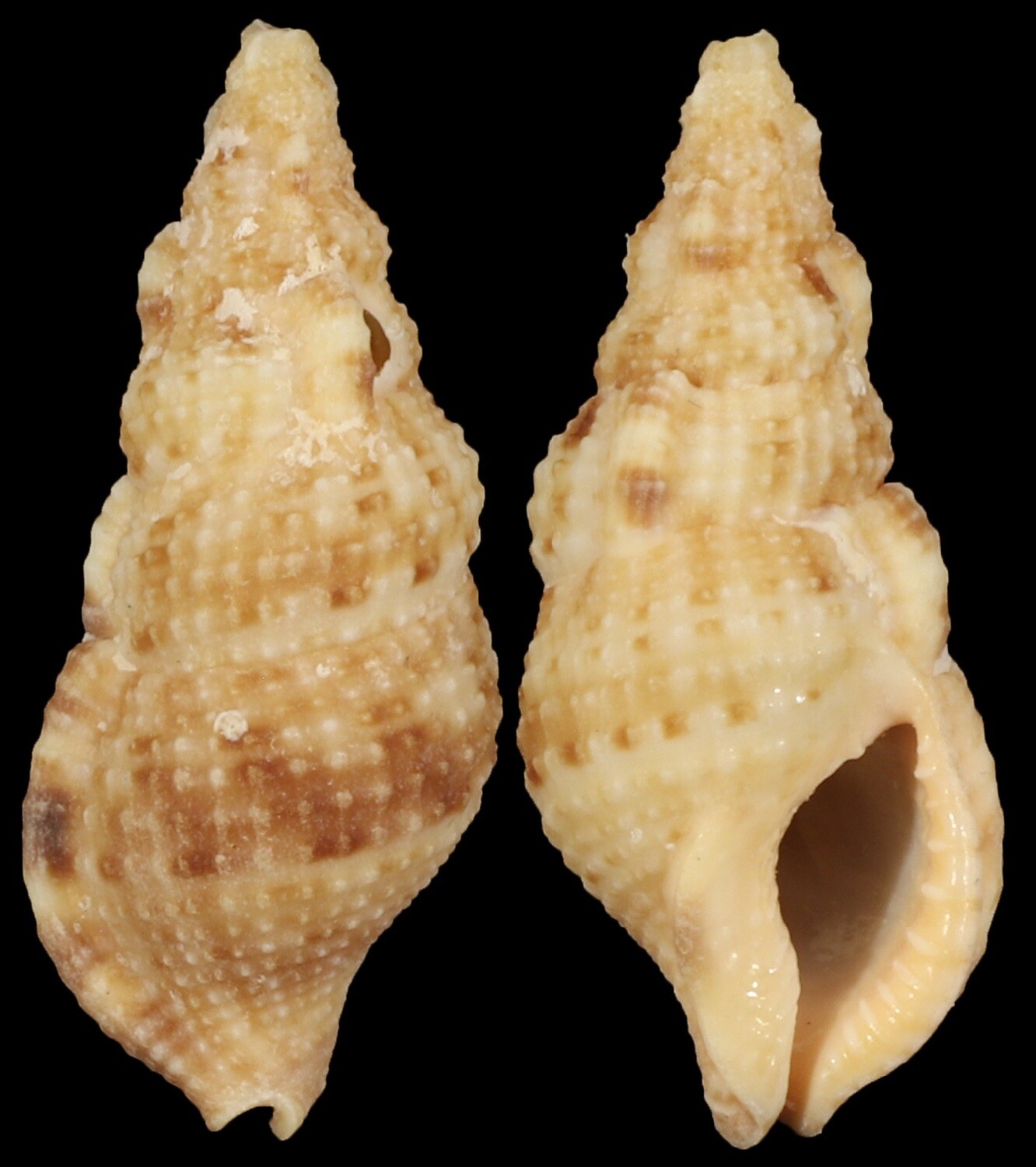 Colubraria testacea