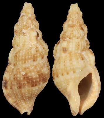 Colubraria testacea