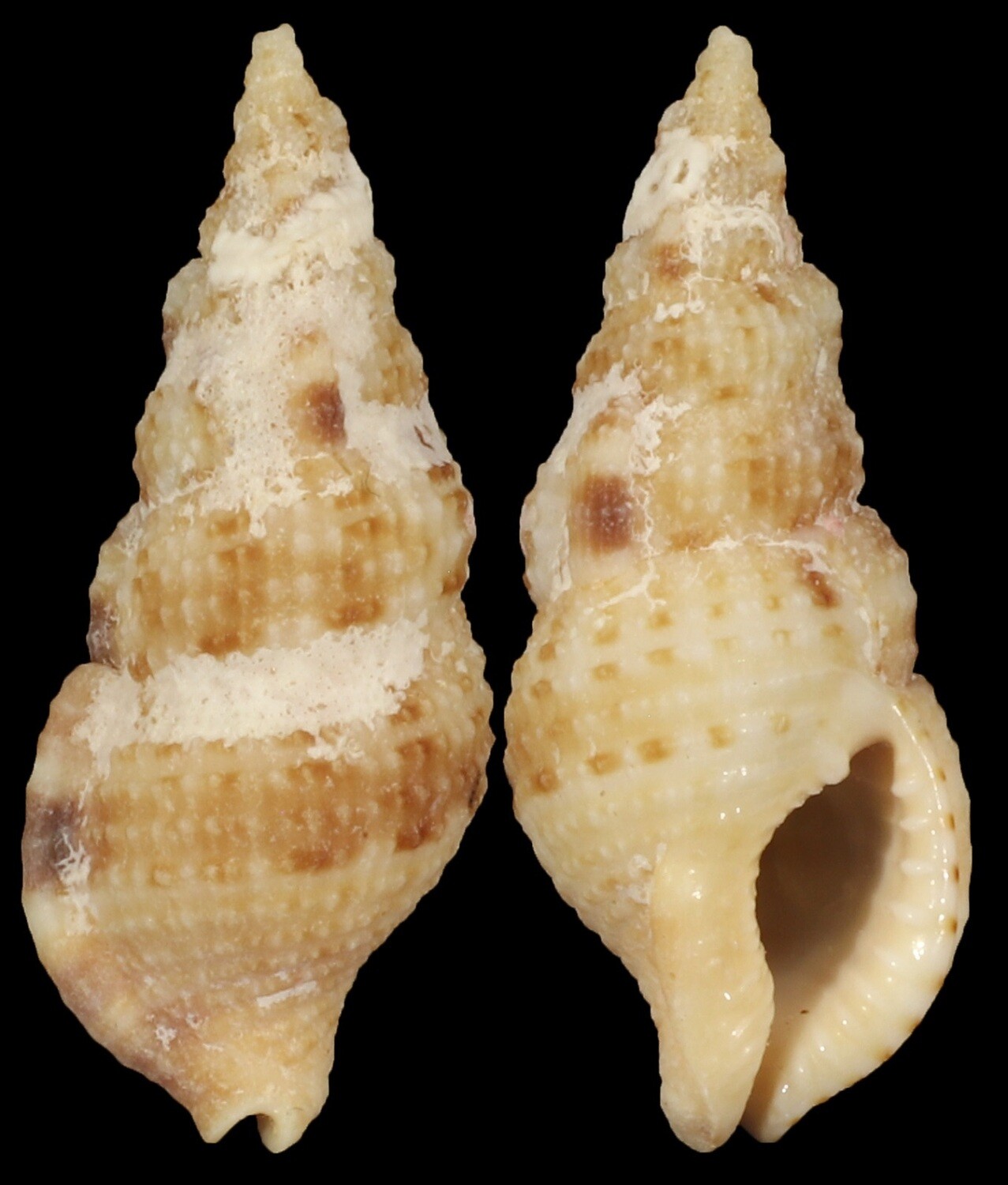 Colubraria testacea