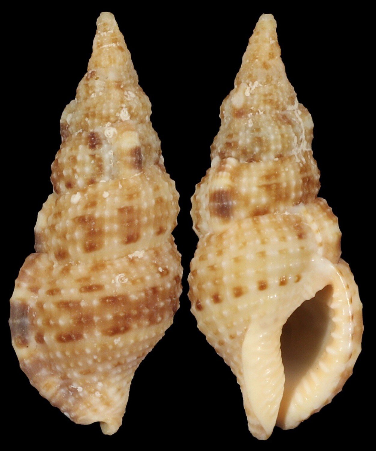 Colubraria testacea