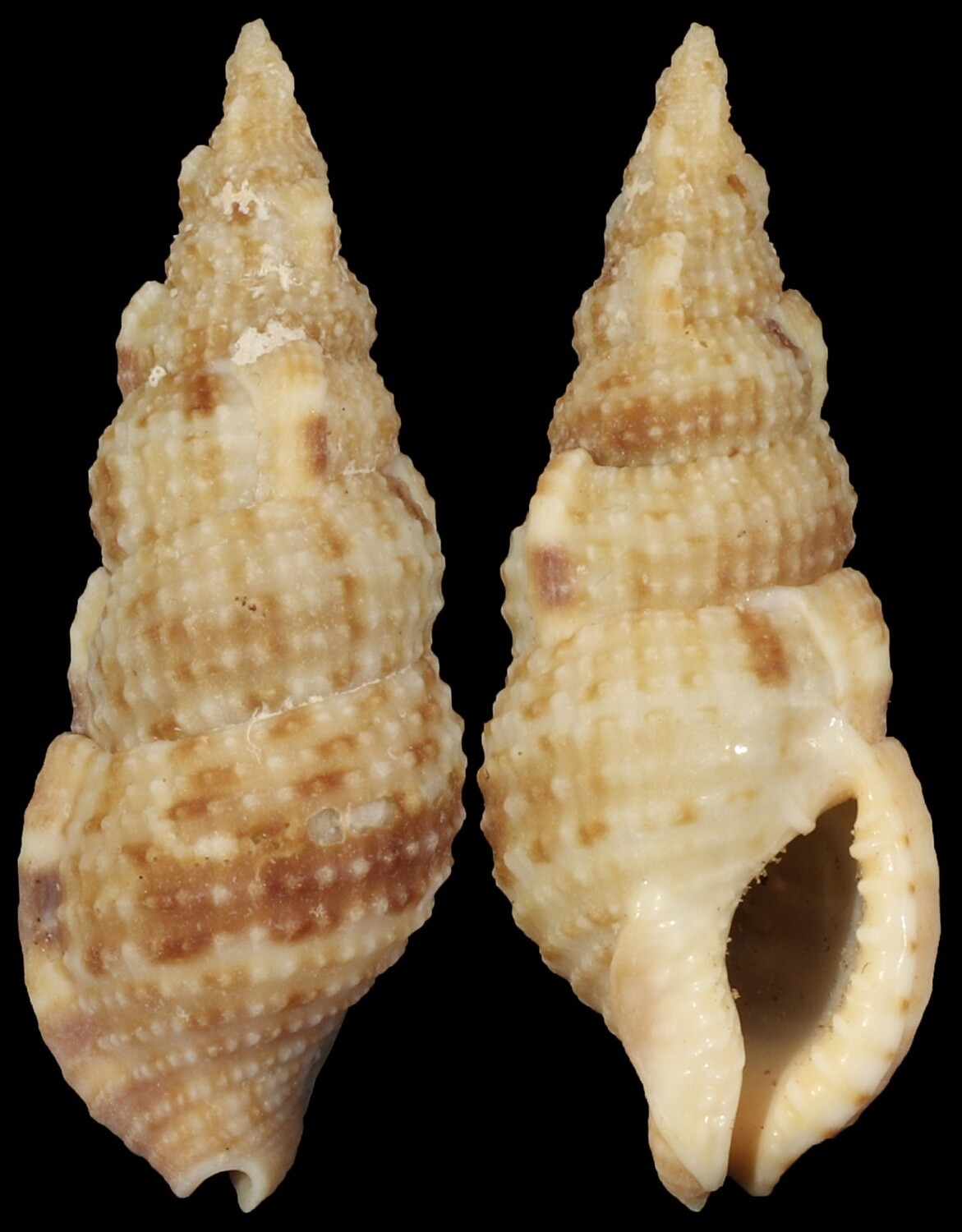 Colubraria testacea