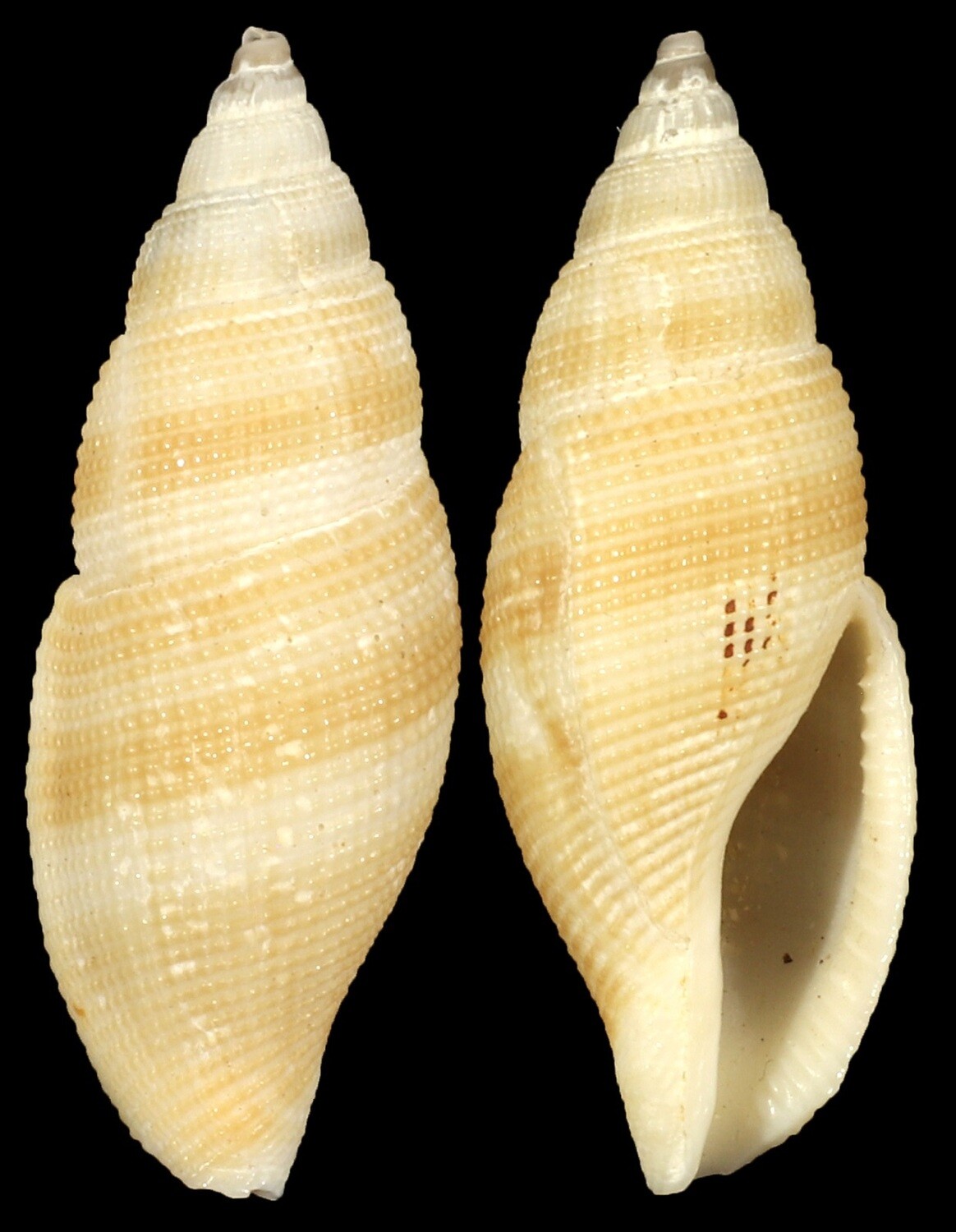 Metula inflata