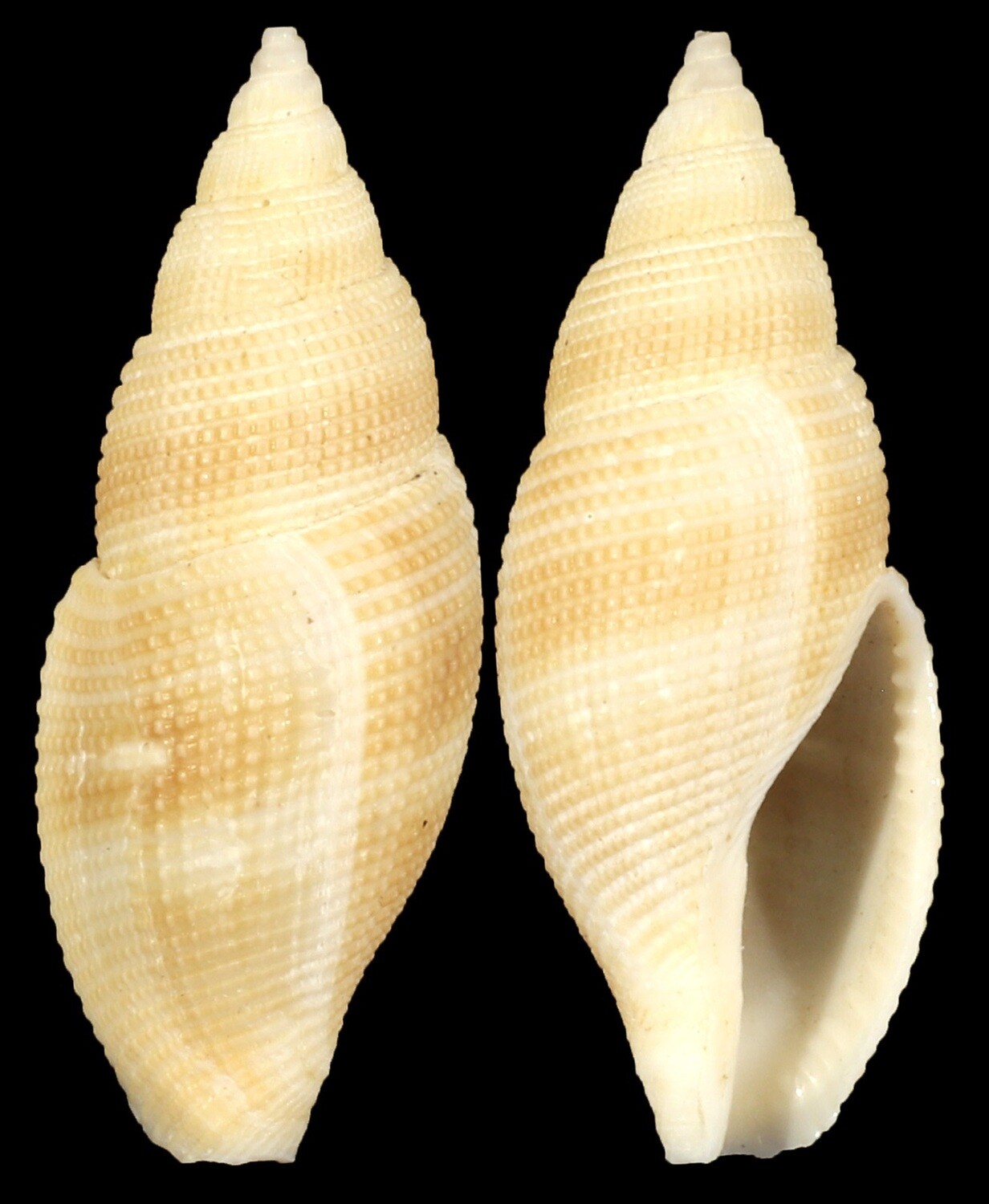 Metula inflata