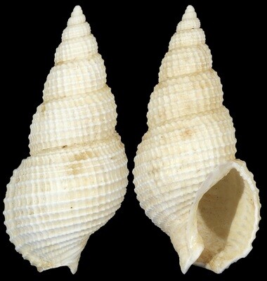 Nassarius wolffi