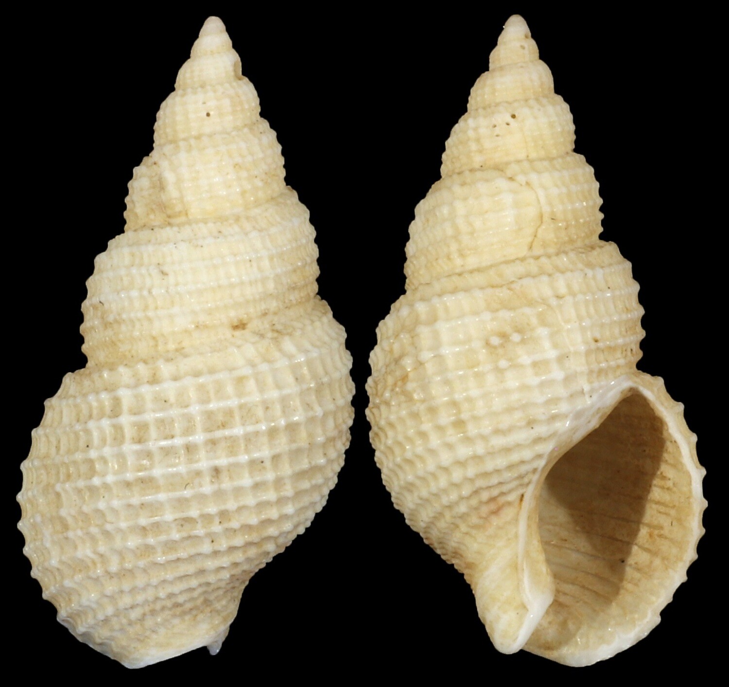 Nassarius wolffi
