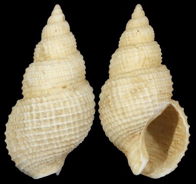 Nassarius wolffi