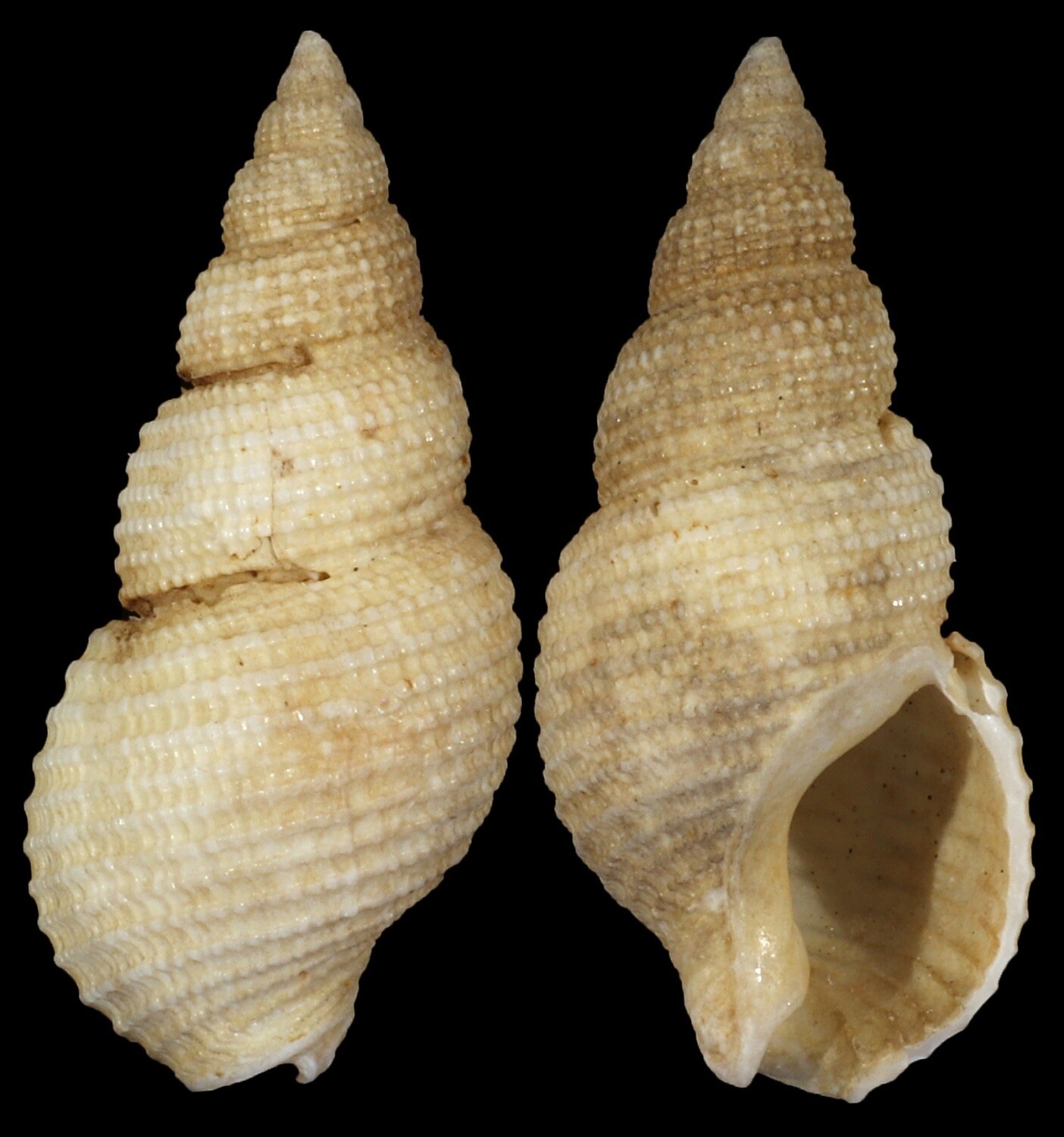 Nassarius wolffi