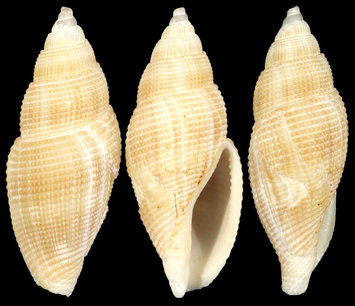 Metula inflata