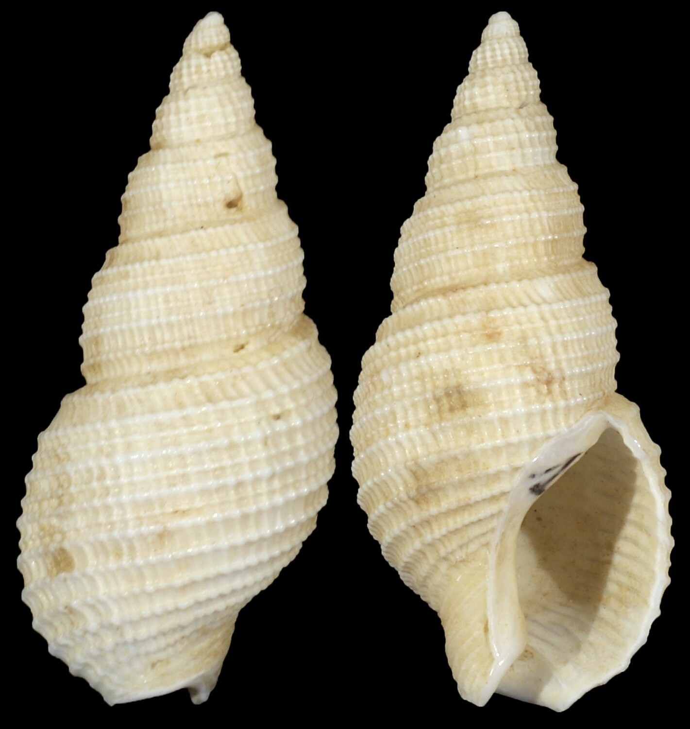 Nassarius wolffi