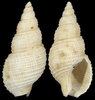Nassarius wolffi