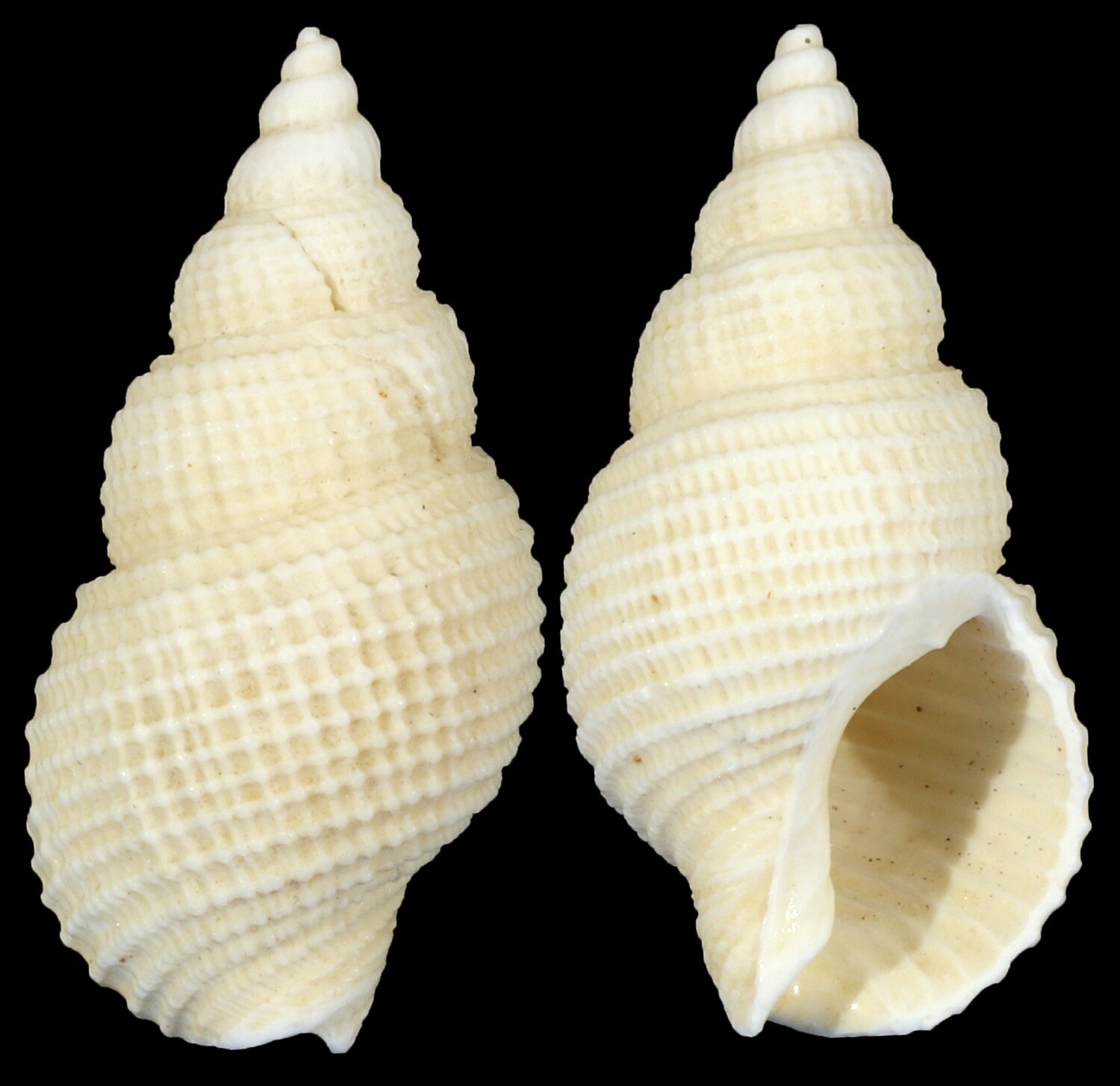 Nassarius wolffi
