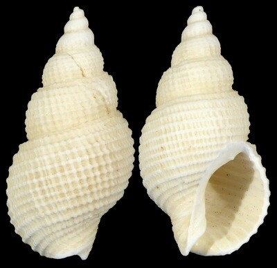 Nassarius wolffi
