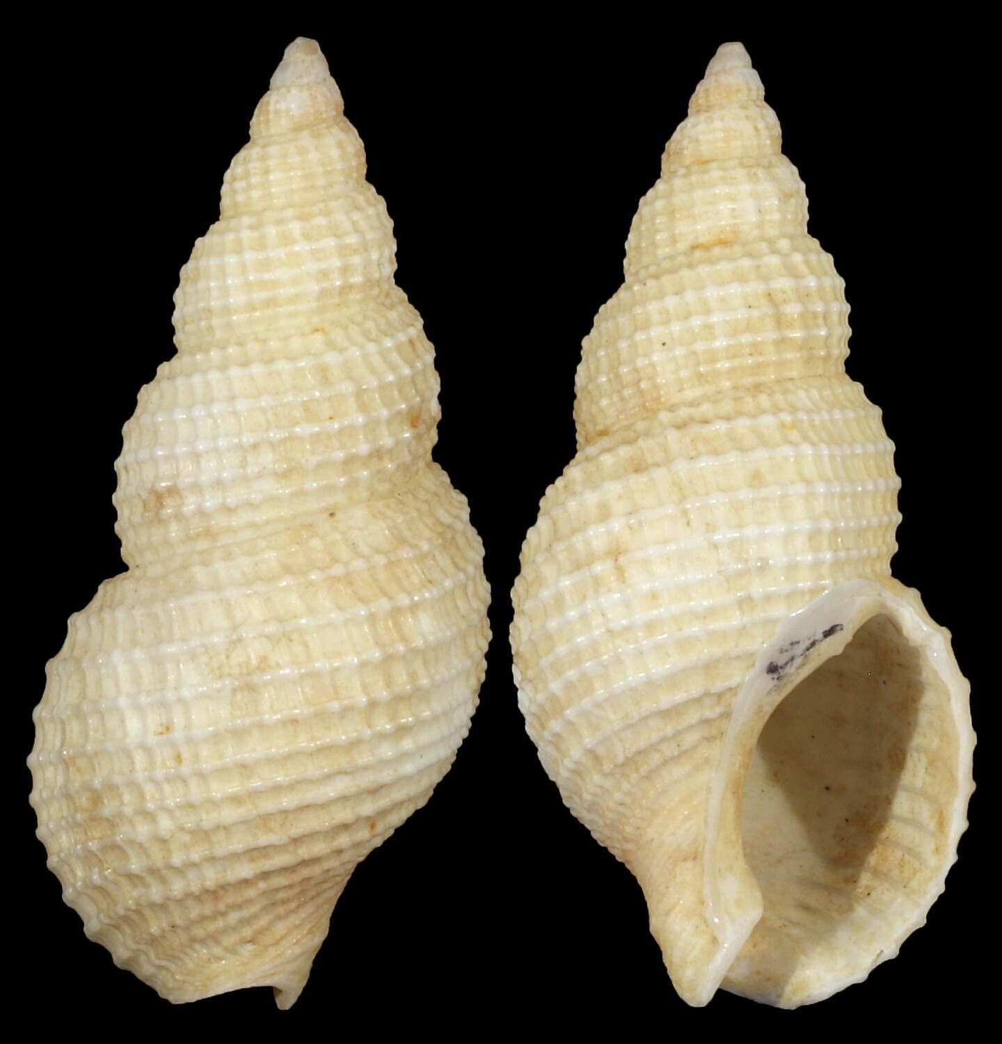 Nassarius wolffi