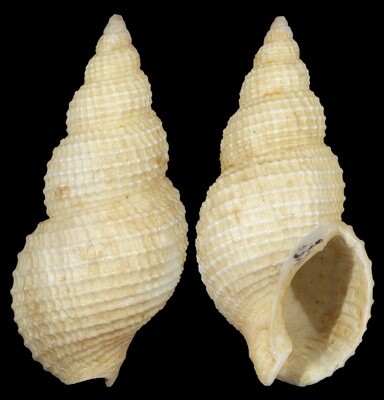 Nassarius wolffi