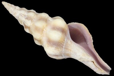 Benimakia lanceolata