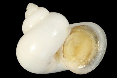 Leptopoma nitidum taivanum