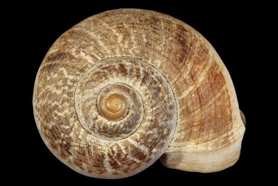 Cyclophorus semisulcatus