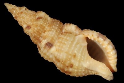 Colubrariidae