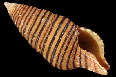 Turrilatirus turritus