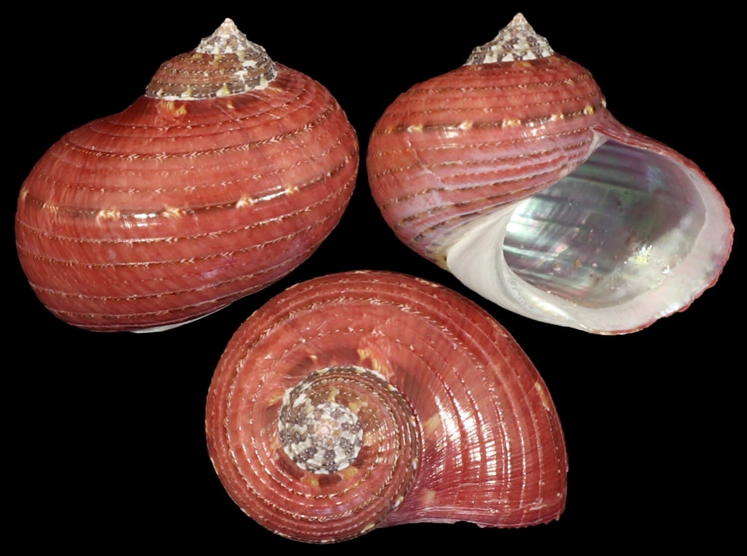 Pseudostomatella papyracea