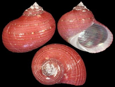 Pseudostomatella papyracea