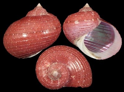 Pseudostomatella papyracea