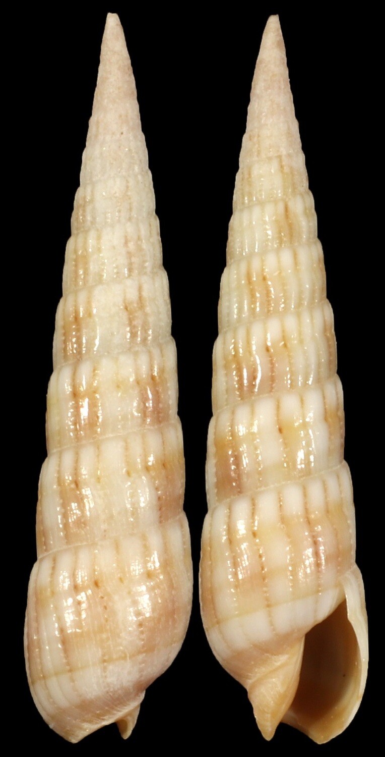 Myurella affinis