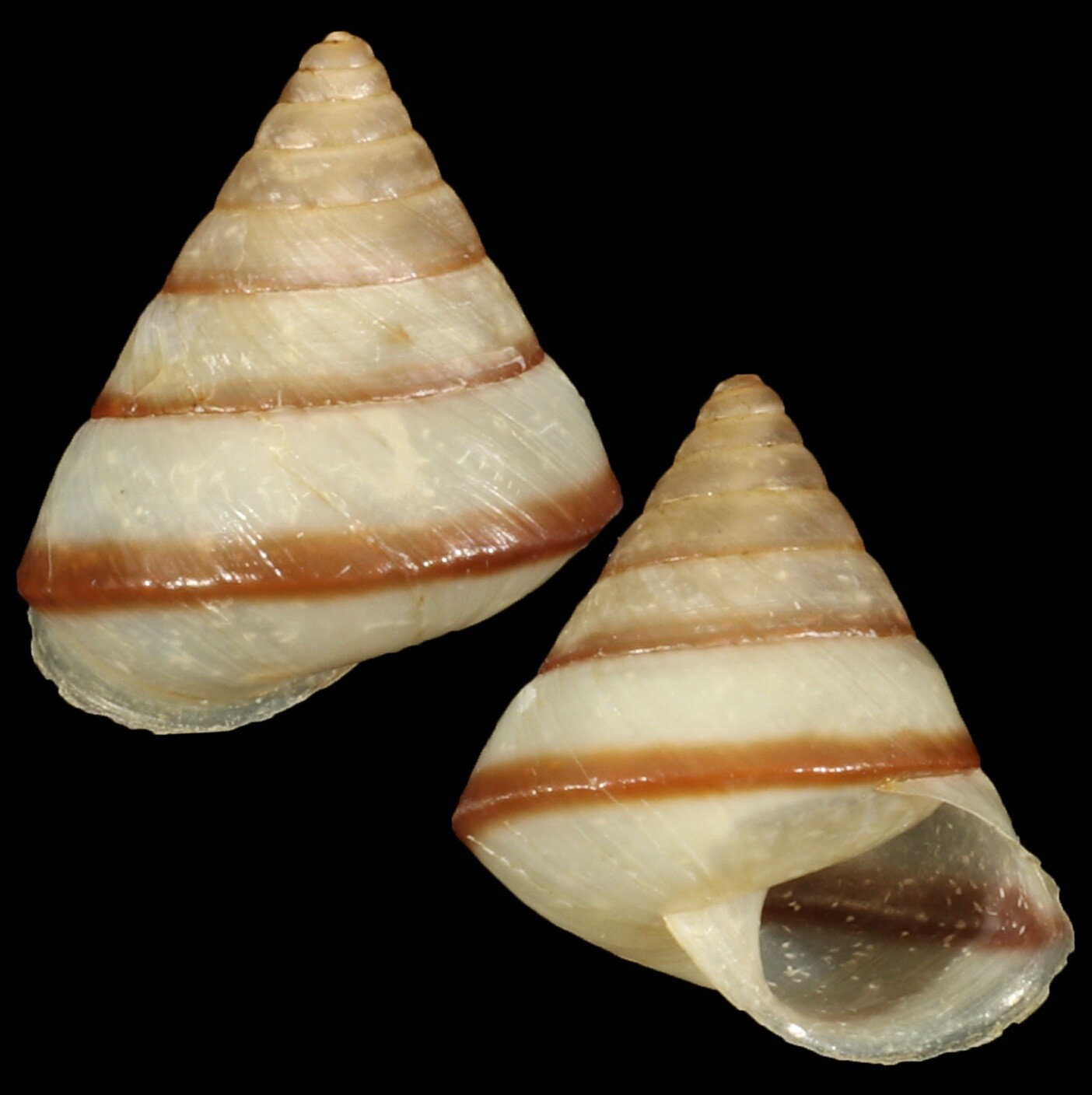 Ganasella acris