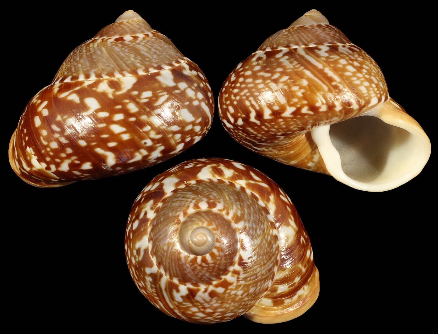 Cyclophorus kiblei