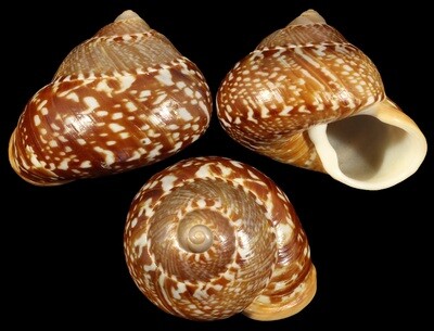 Cyclophorus kiblei