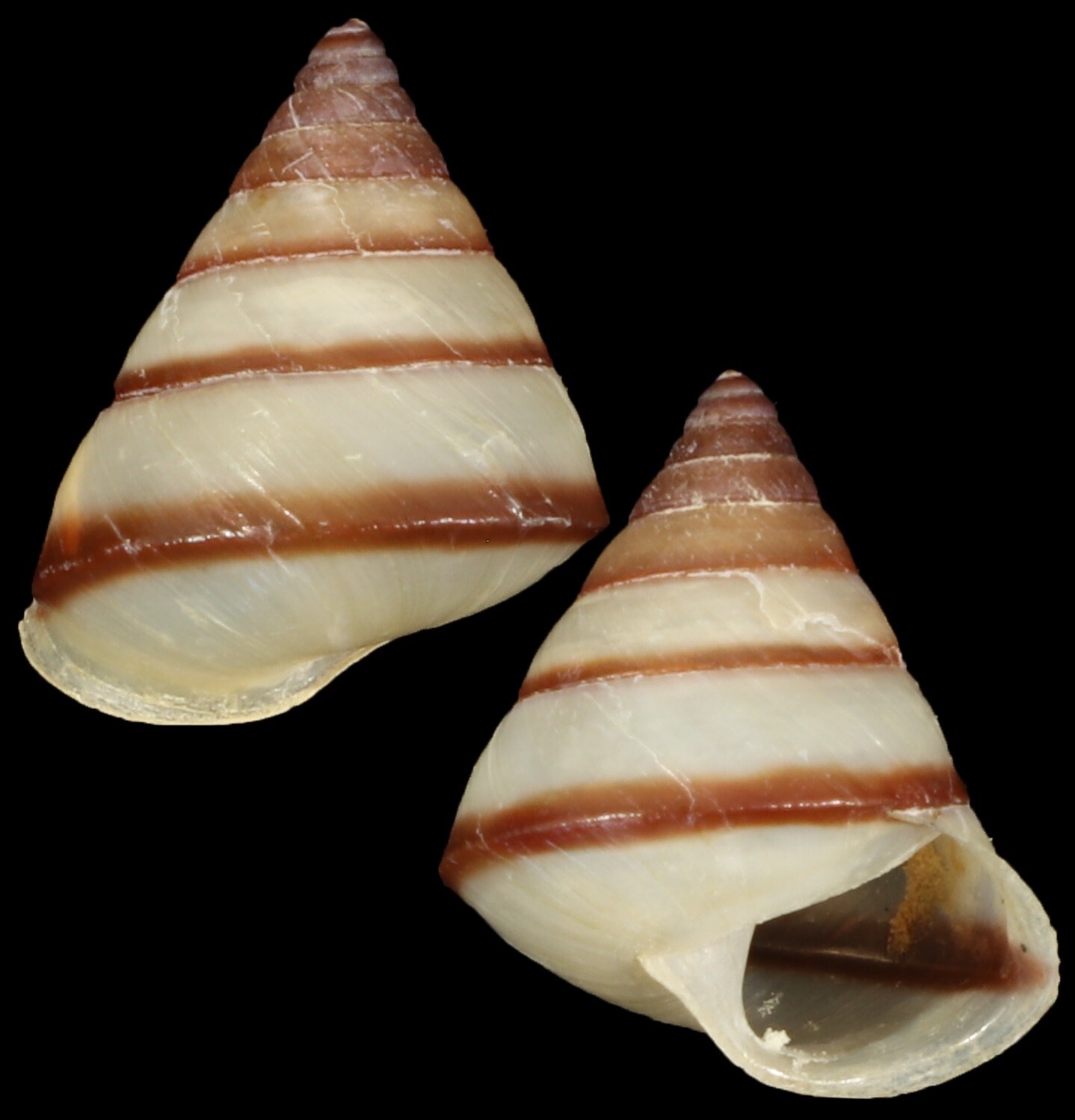 Ganasella acris