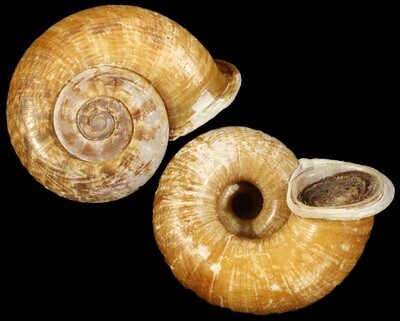 Ptychopoma tortile