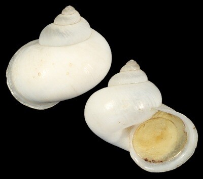Leptopoma nitidum taivanum