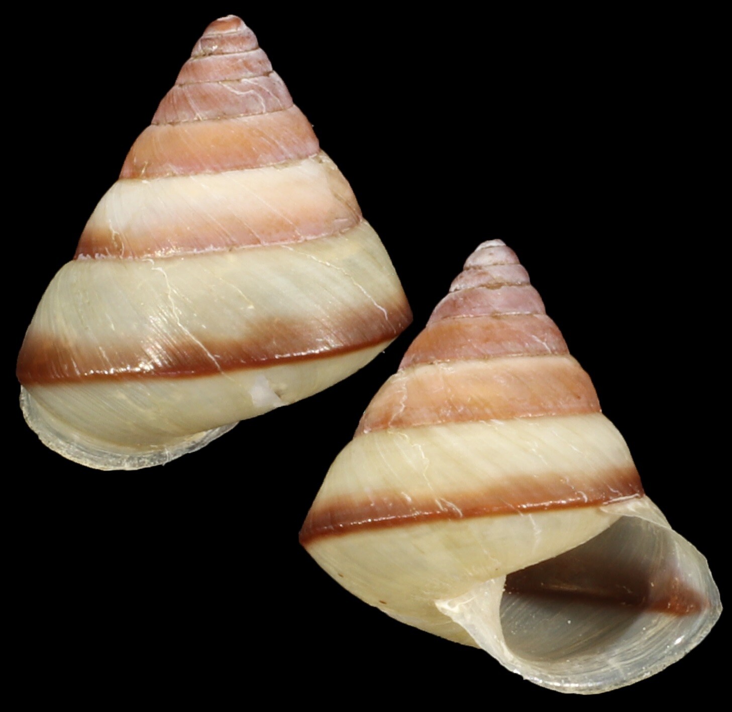 Ganasella acris