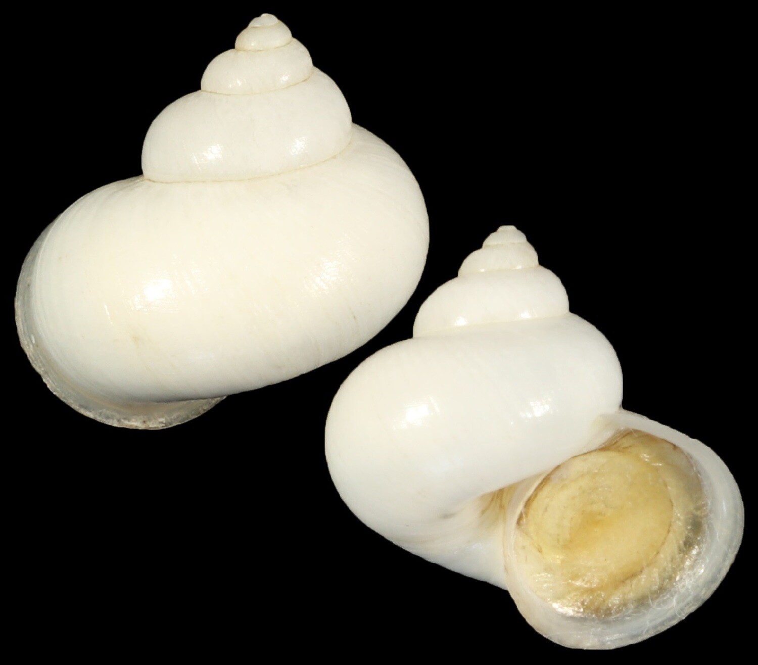 Leptopoma nitidum taivanum