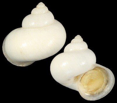 Leptopoma nitidum taivanum