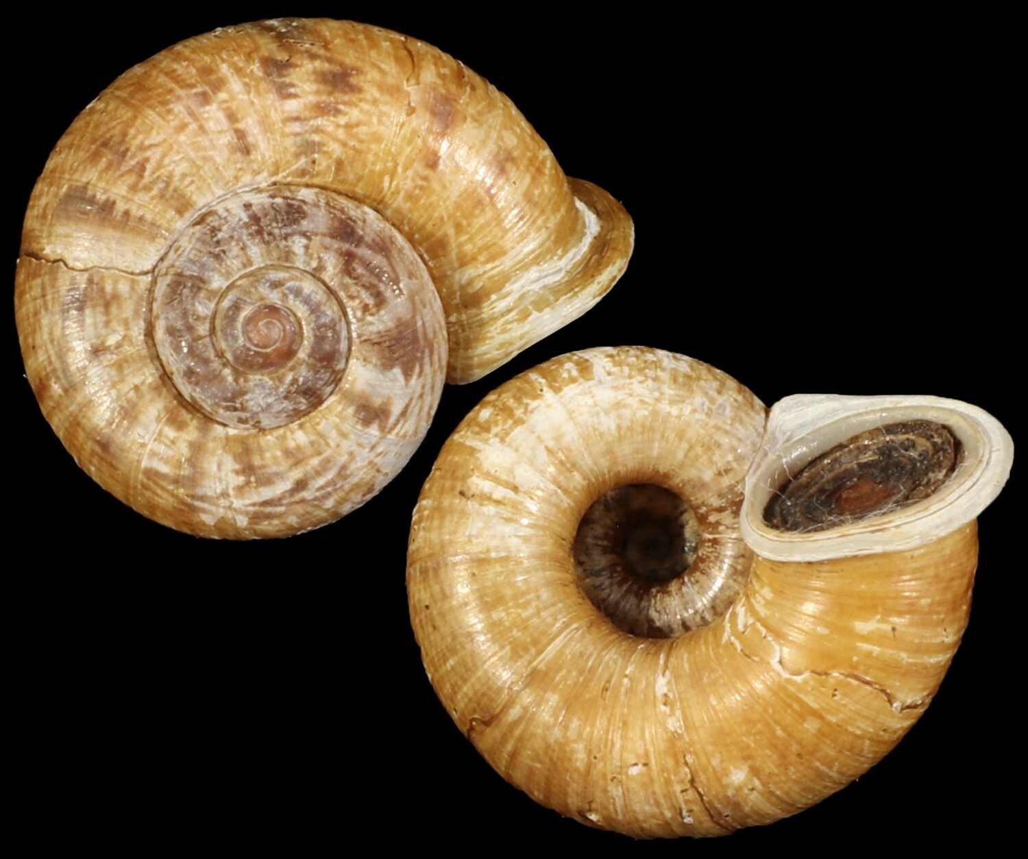 Ptychopoma tortile