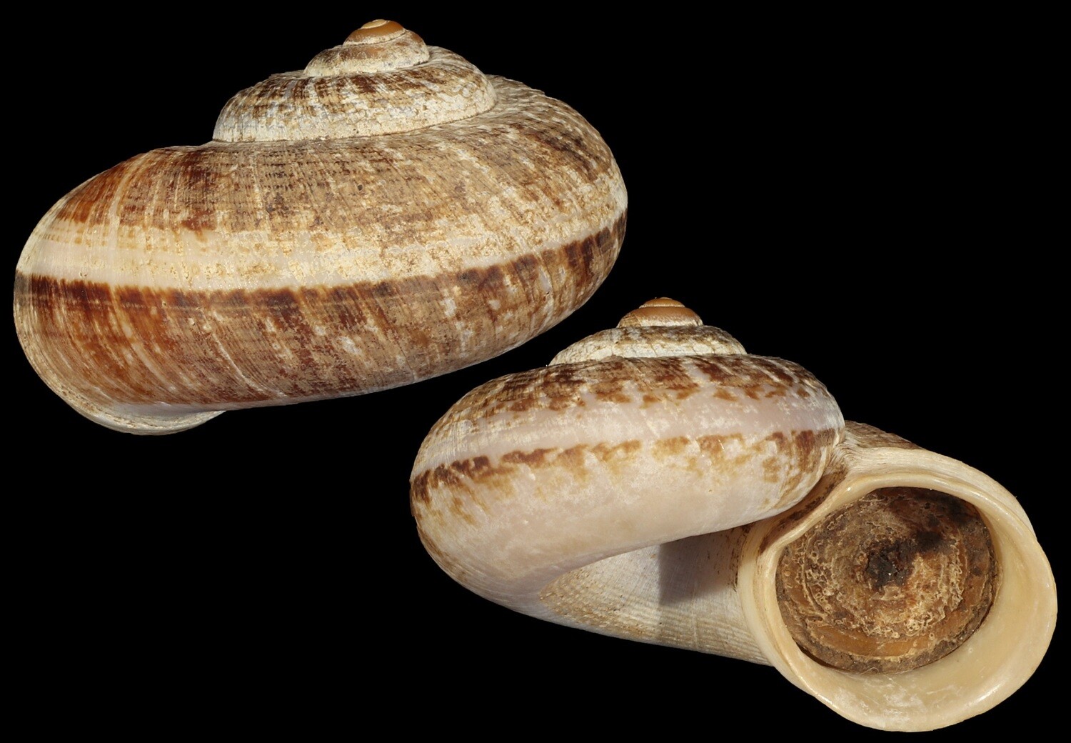 Cyclophorus semisulcatus