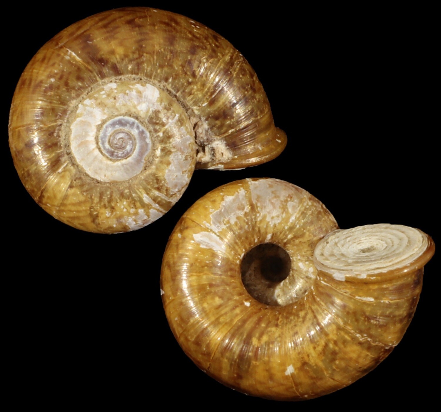 Cyclotus taivanus