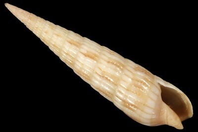 Terebridae