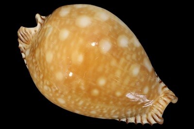 Perisserosa guttata