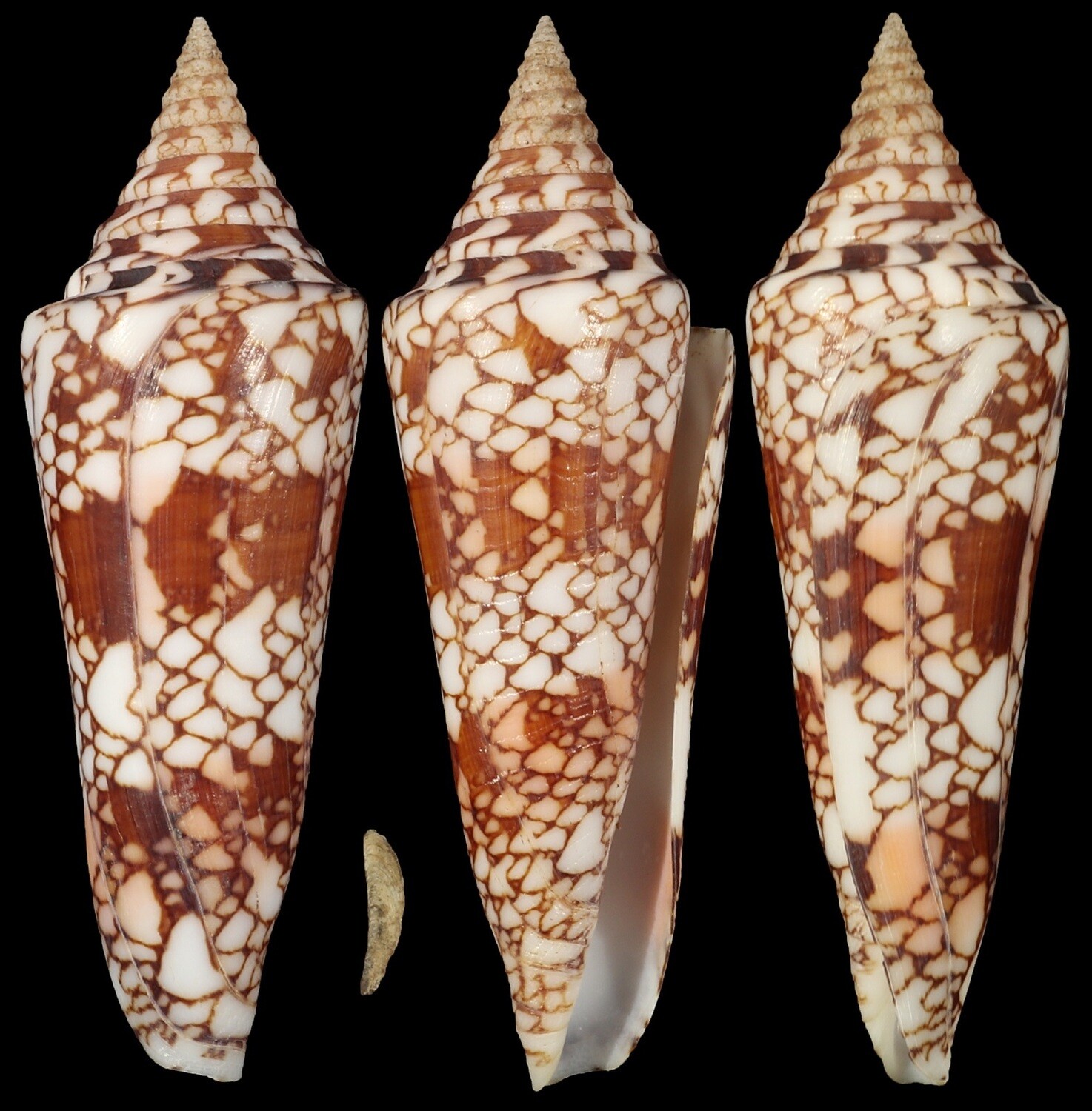 Cylinder milneedwardsi clyptospira