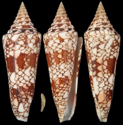 Cylinder milneedwardsi clyptospira