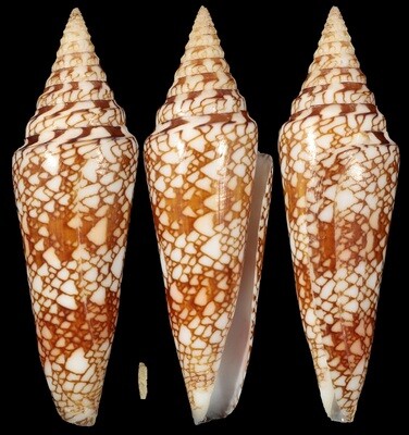 Cylinder milneedwardsi clyptospira