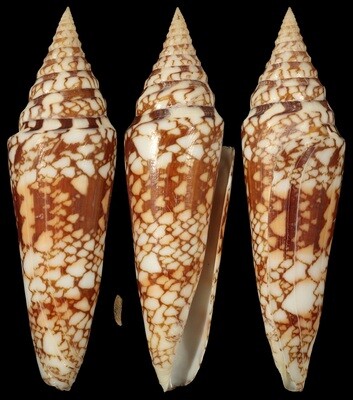 Cylinder milneedwardsi clyptospira